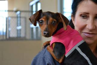 Doxie-Pin Dogs for adoption in McKinney, TX, USA