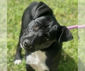 Labrador Retriever-Unknown Mix Dogs for adoption in Yardley, PA, USA