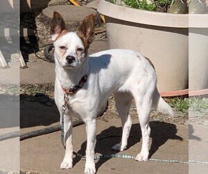 Jack Russell Terrier Dogs for adoption in San Jose, CA, USA