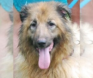 Collie-German Shepherd Dog Mix Dogs for adoption in Chesapeake City, MD, USA