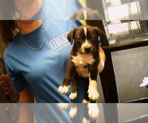 American Pit Bull Terrier-Unknown Mix Dogs for adoption in Tulsa, OK, USA