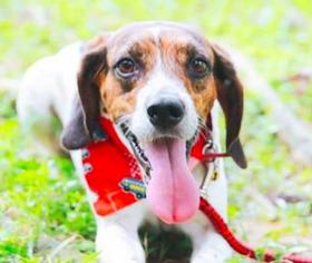Beagle-Unknown Mix Dogs for adoption in San Ramon, CA, USA