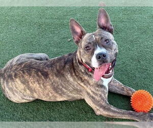 American Pit Bull Terrier-Unknown Mix Dogs for adoption in Martinez, CA, USA
