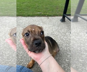 American Staffordshire Terrier-Unknown Mix Dogs for adoption in Marine City, MI, USA