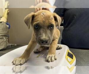 American Pit Bull Terrier-Unknown Mix Dogs for adoption in Visalia, CA, USA