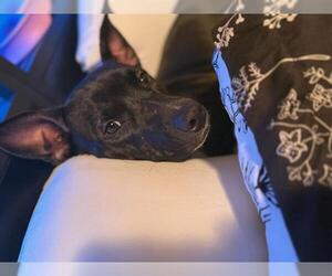 Labrador Retriever-Unknown Mix Dogs for adoption in San Antonio, TX, USA