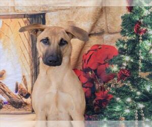 Mutt Dogs for adoption in Tracy, CA, USA