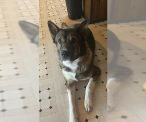 German Shepherd Dog-Unknown Mix Dogs for adoption in San Antonio, TX, USA