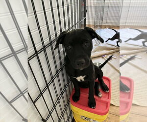 Mutt Dogs for adoption in Candler, NC, USA