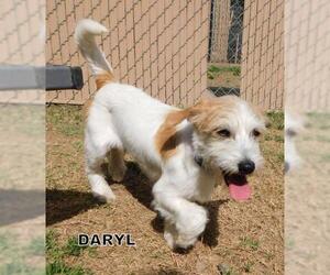 Jack Russell Terrier Dogs for adoption in Lindsay, CA, USA