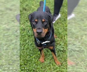 Rottweiler Dogs for adoption in Fort Lauderdale, FL, USA
