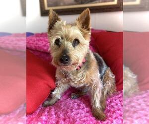 Silky Terrier-Unknown Mix Dogs for adoption in Colorado Springs, CO, USA