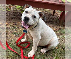 American Pit Bull Terrier-Unknown Mix Dogs for adoption in Rustburg, VA, USA