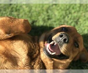 Shepweiller Dogs for adoption in Irvine, CA, USA