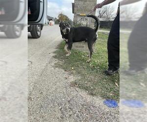 Mutt Dogs for adoption in Houston, TX, USA