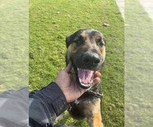 German Shepherd Dog Dogs for adoption in Riverside, CA, USA