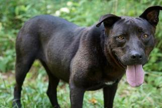 Labrador Retriever Dogs for adoption in Richmond, VA, USA