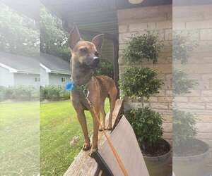 Chihuahua Dogs for adoption in Mukwonago, WI, USA