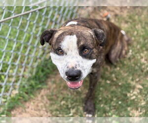 American Pit Bull Terrier Dogs for adoption in Tulsa, OK, USA