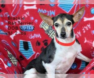Rat Terrier Dogs for adoption in Bon Carbo, CO, USA