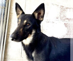 German Shepherd Dog Dogs for adoption in San Bernardino, CA, USA