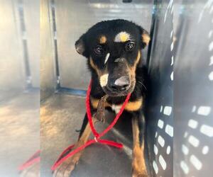 Labrador Retriever-Unknown Mix Dogs for adoption in Pasadena, TX, USA