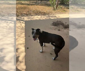Mutt Dogs for adoption in San Antonio, TX, USA