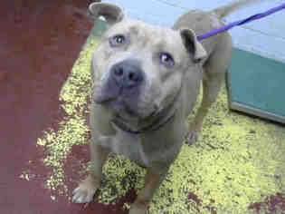 American Pit Bull Terrier-Unknown Mix Dogs for adoption in Atlanta, GA, USA