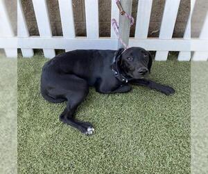 Border Collie-English Foxhound Mix Dogs for adoption in Modesto, CA, USA