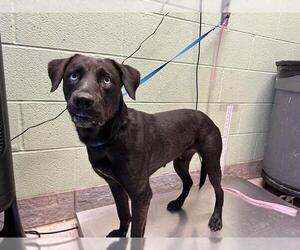Labrador Retriever-Unknown Mix Dogs for adoption in Grand Prairie, TX, USA