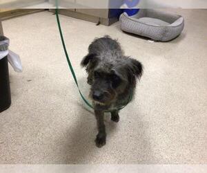 Mutt Dogs for adoption in Riverside, CA, USA