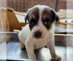 Mutt Dogs for adoption in Minneapolis, MN, USA