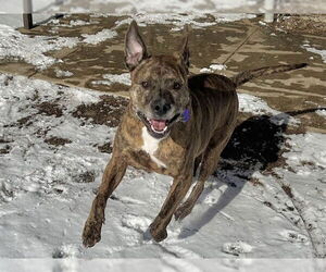 Plott Hound-Unknown Mix Dogs for adoption in Springfield, MA, USA