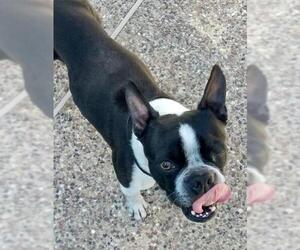 Boston Terrier Dogs for adoption in Plano, TX, USA