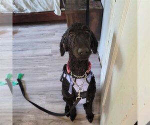 Poodle (Standard) Dogs for adoption in Oro Medonte, Ontario, Canada