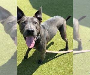 Bull Terrier-Unknown Mix Dogs for adoption in Naples, FL, USA