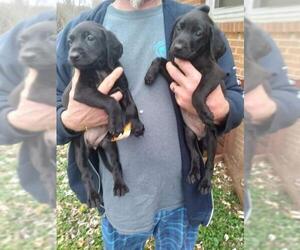 Pug Dogs for adoption in Scottsboro, AL, USA