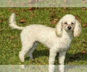 Poodle (Miniature) Dogs for adoption in Santa Fe, TX, USA
