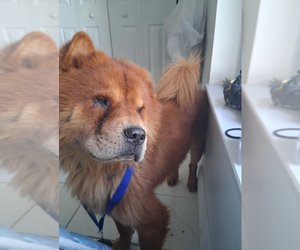 Chow Chow Dogs for adoption in Miami, FL, USA