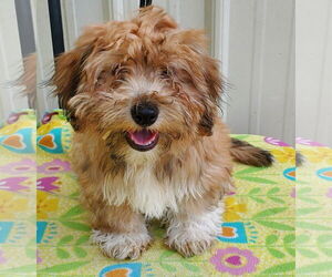 Havanese Dogs for adoption in Mountain View, MO, USA