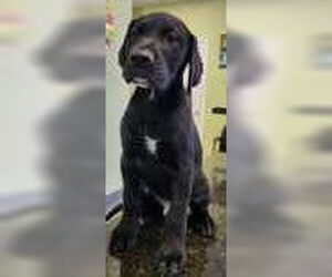 Labrador Retriever-Unknown Mix Dogs for adoption in Royal Palm Beach, FL, USA