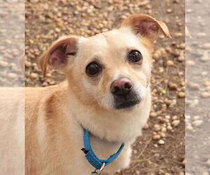 Mutt Dogs for adoption in Philadelphia, PA, USA