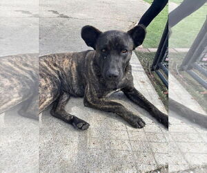 Mutt Dogs for adoption in Turlock, CA, USA