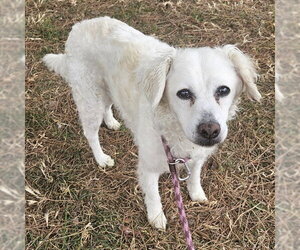 Border Terrier-Poodle (Miniature) Mix Dogs for adoption in Camarillo, CA, USA