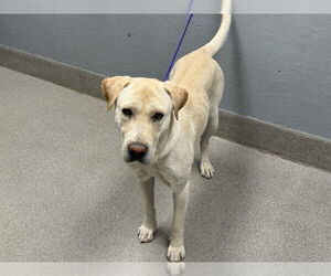Labrador Retriever-Unknown Mix Dogs for adoption in Las Vegas, NV, USA