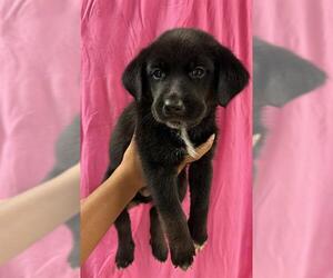 Labrador Retriever-Unknown Mix Dogs for adoption in Riverside, CA, USA