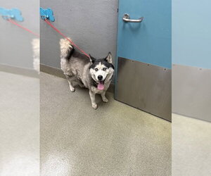 Siberian Husky-Unknown Mix Dogs for adoption in Las Vegas, NV, USA