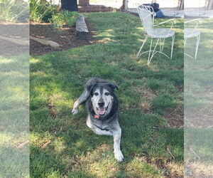 Retriever -Unknown Mix Dogs for adoption in Lindsay, CA, USA