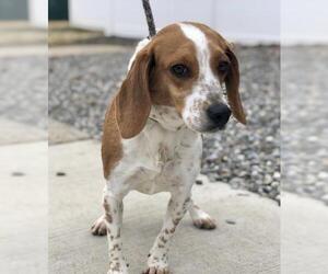 Beagle Dogs for adoption in Jackson , NJ, USA