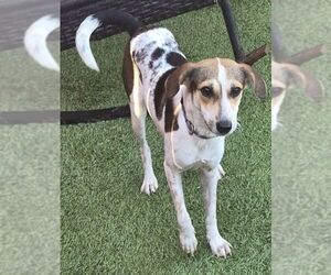 Beagle-Unknown Mix Dogs for adoption in Carrollton, TX, USA